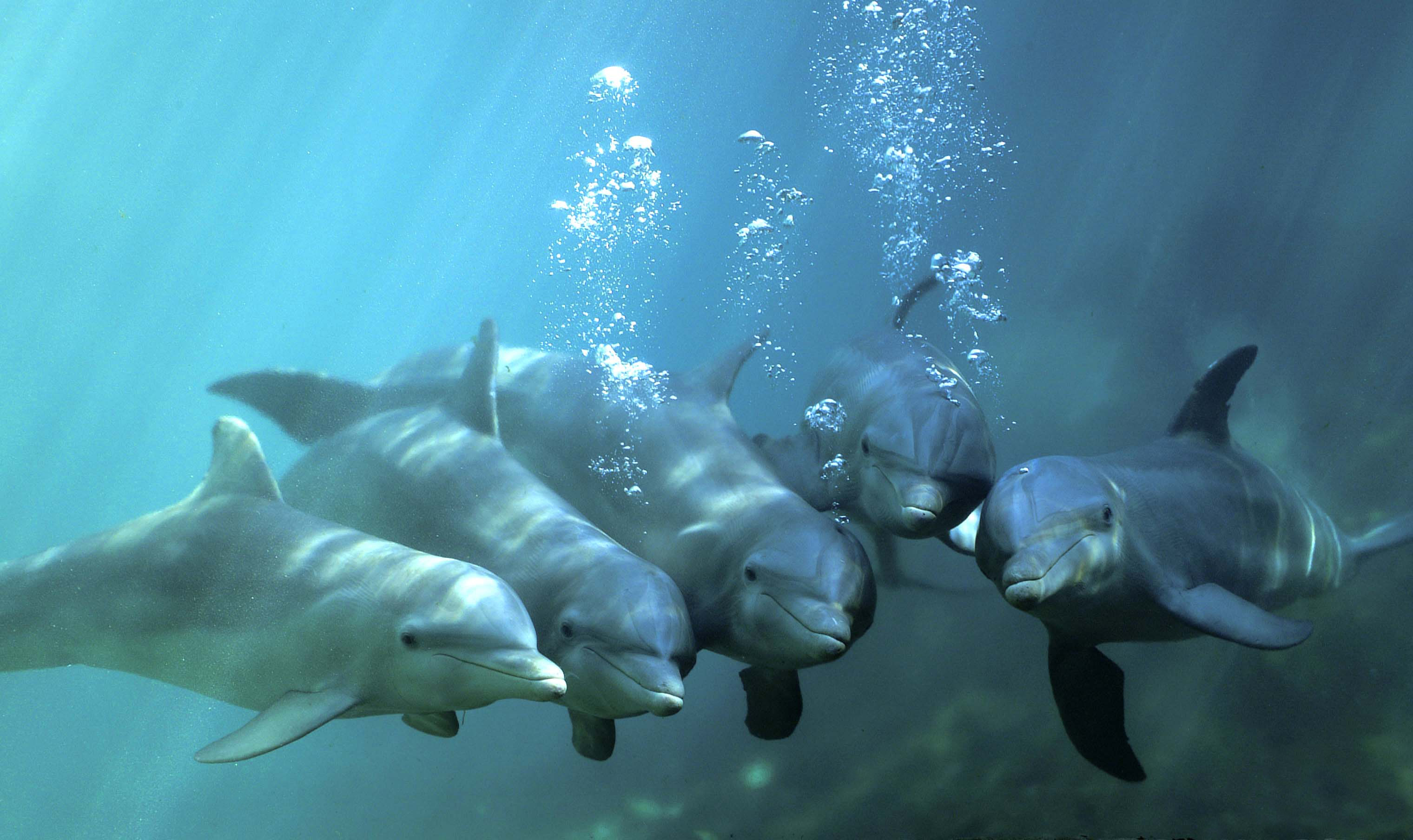 Дельфины с удовольствием разучивают. Дельфин-Афалина. Черноморская Афалина. Дельфин Афалина и рыбы. Дельфин Афалина Черноморская.